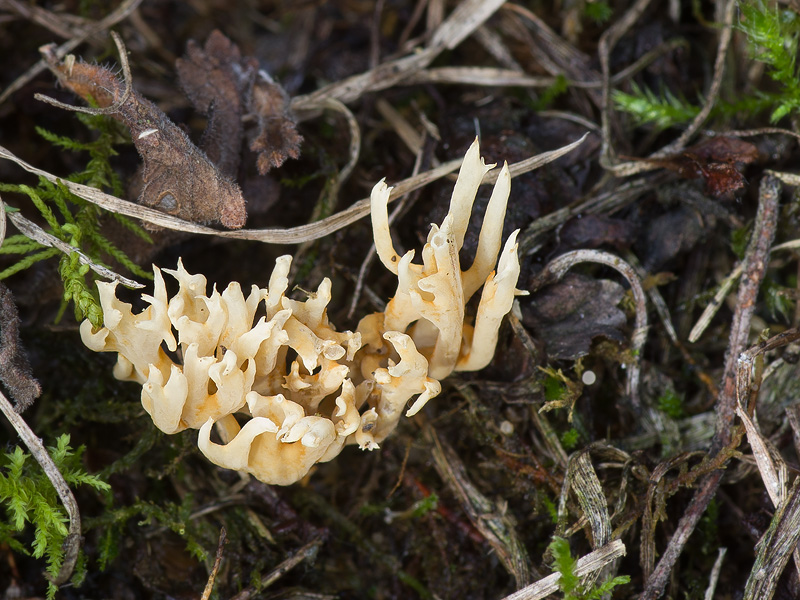 Phaeoclavulina roellinii